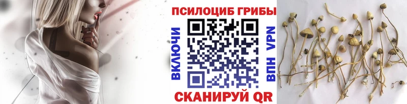 Псилоцибиновые грибы Cubensis  Правдинск 